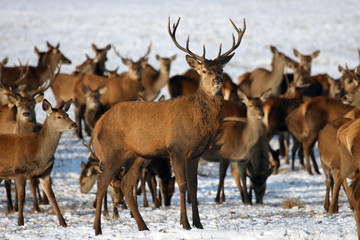 Naklejka na ściany i meble The red deer (Cervus elaphus) a herd of deer on a snowy meadow