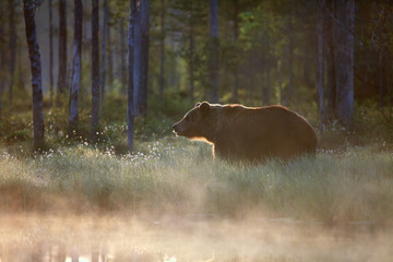 The brown bear (Ursus arctos) big male walking along the shore of the lake against the light