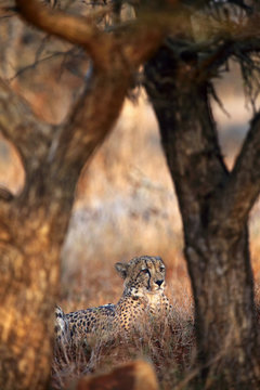 The cheetah (Acinonyx jubatus), also known as the hunting leopard lying under trees