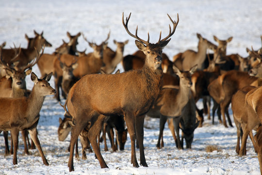 The red deer (Cervus elaphus) a herd of deer on a snowy meadow