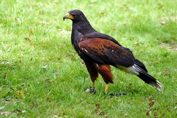 Fototapeta premium Wüstenbussard (Parabuteo unicinctus)