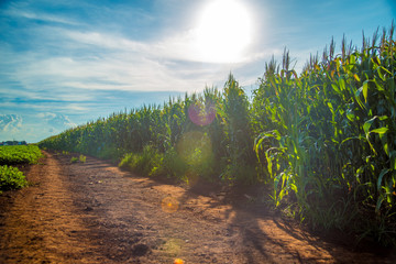 sorgo milho cana
