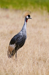 Grey crowned crane