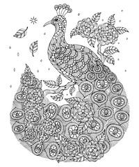 Indian peafowl coloring page