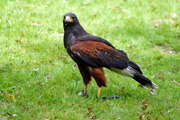 Wüstenbussard (Parabuteo unicinctus)