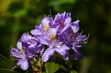 lilabl&uuml;hender Rhododendron
