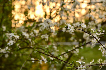 cherry blossoms in the evening
