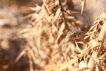 Close up of snake