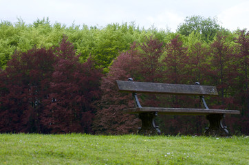 Naklejka premium bench and colourful trees