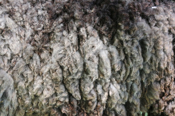 close up on hircus capra fur background