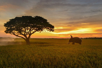 Fototapeta na wymiar Elephant and Man hometown in the field on during sunrise ,Surin Thailand