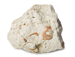 Limestone with inclusions of sea shells isolated on white. Limestone is a sedimentary rock composed of the minerals calcite and aragonit, composed of skeletal fragments of marine organisms.