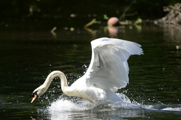 Schwan verteidigt sein Nest