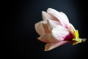 Beautiful pink magnolia flower