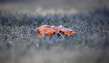 Leaf in frost