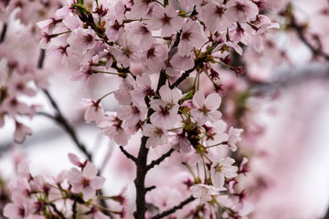 満開の桜の木の枝