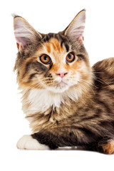 Cat looks, Maine Coon breed