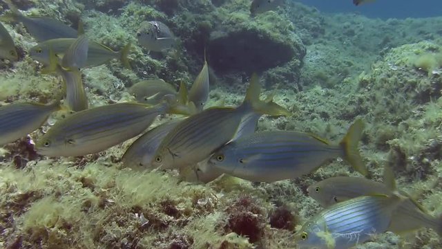 Costa Brava, diving the Mediterranean sea, School of fish, Spain
