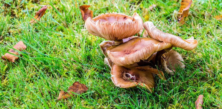Cluster of grass mushrooms