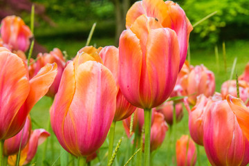 tulipani - 154678228