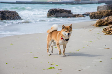 Dog running on the beach