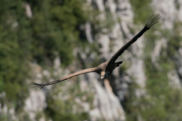 vautour fauve