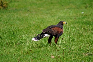 Wüstenbussard (Parabuteo unicinctus)
