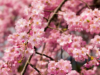 Pink Sakura Blossom, Japan