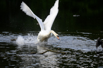 Schwan verteidigt sein Nest