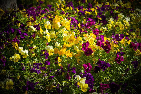 Macizo de flores , pensamientos multicolor