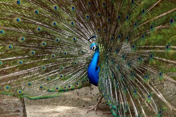 Obraz premium Blauer Pfau (Pavo cristatus)