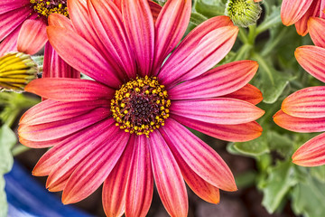 Pink Flower,Closeup