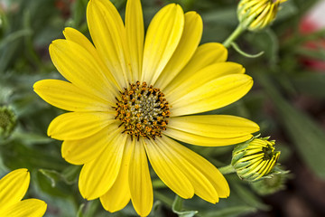 Macro shot of yellow daisy