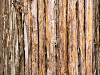 Bark Background