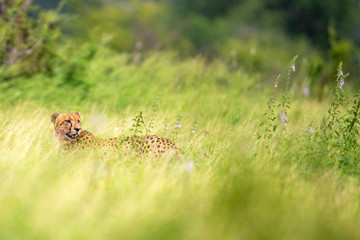 Cheetah in Flowers and Grass