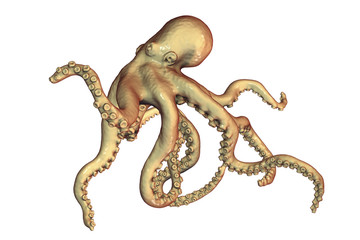 Fototapeta premium Octopus isolated on white background, 3D illustration
