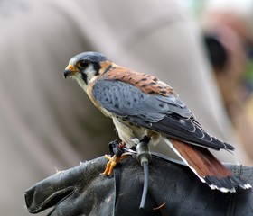 Buntfalke (Falco sparverius), auch Amerikanischer Turmfalke genannt