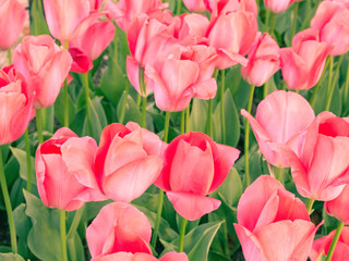 Pink Tulip