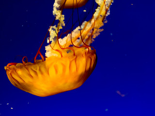Pacific sea nettle, West Coast sea nettle, Jelly fish