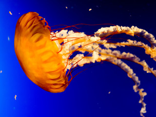 Pacific sea nettle, West Coast sea nettle, Jelly fish