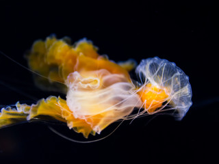 Fried egg jellyfish, Egg-yolk jellyfish