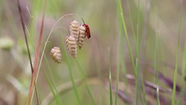 Rhagonycha fulva (Common Red Soldier Beetle) on a dry Quaking grass (Briza maxima) plant in nature