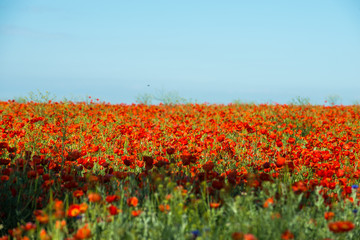 Poppy flowering