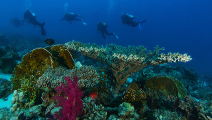Fototapeta na wymiar Scuba diving over the table coral in red sea