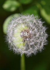 Dandelion puff ball isolated in a warm morning sun, with dense foliage and dark shadows in soft focus at the background.