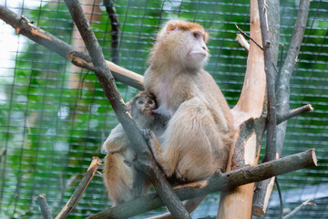A little monkey sitting with his mum