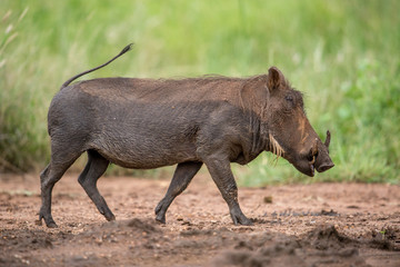 Running Warthog