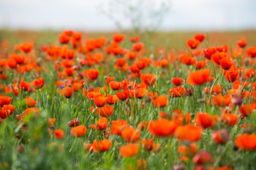Poppy flowering