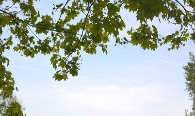 Natural frame of maple branches with green leaves, background, landscape