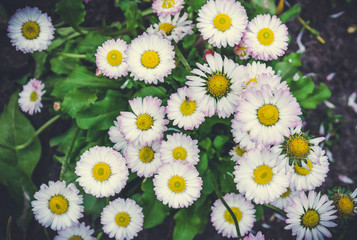 Весенний английский сад. Живописные цветущие маргаритки © Maryna Konoplytska